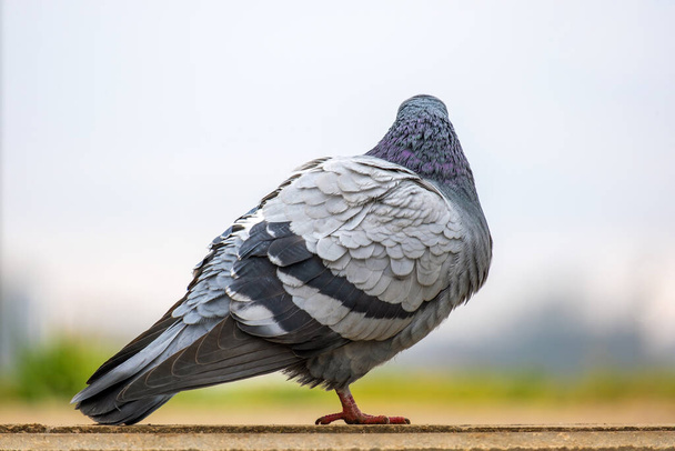 Detailní záběr šedého holubího ptáka na ulici. - Fotografie, Obrázek