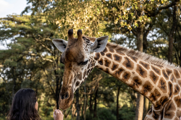 krmení žiraf z rukou těch, kteří přišli z lesa - Fotografie, Obrázek