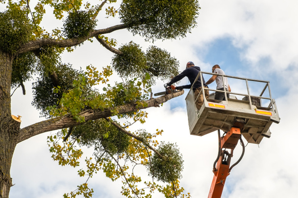 Two male service workers cutting down big tree branches with chainsaw from high chair lift platform. - Photo, Image