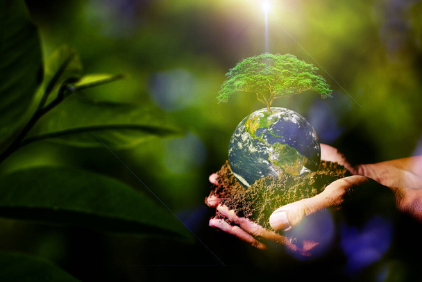 Δέντρο στο χέρι. Η έννοια της εξοικονόμησης γης και του περιβάλλοντος. Χέρια κρατώντας Globe γυαλί στο πράσινο δάσος. στοιχείο της εικόνας είναι διακοσμημένο από τη NASA - Φωτογραφία, εικόνα