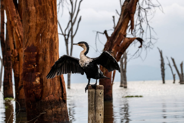 beautiful lake cormorant drying its wings in the wind sitting on a dry stump above the lake - Photo, Image