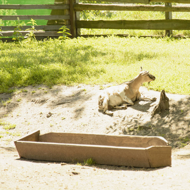 piękne Duży słodkie domowe kozy pasą się na trawie - Zdjęcie, obraz