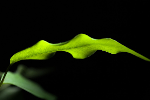 Bright fresh green leave in a dark - Photo, Image