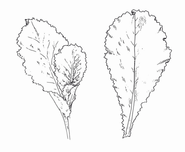 Vector salad set. hand-drawn sketch-style lettuce leaf and a plant with several leaves of different sizes isolated black outline on a white background for a menu design template, labels, packaging - ベクター画像