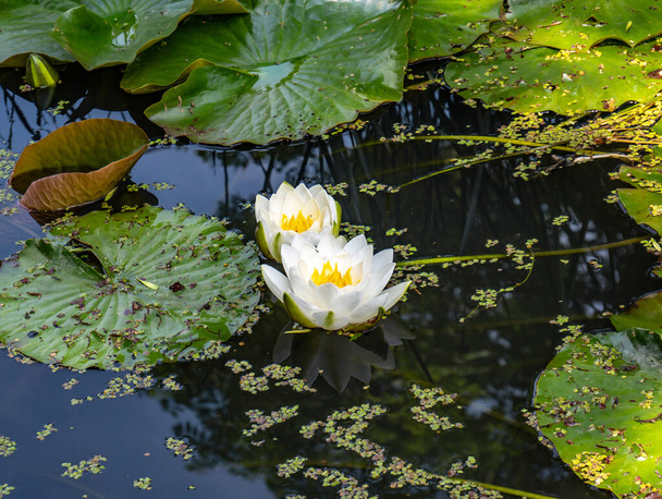 white water lily blooms in the pond - Photo, Image