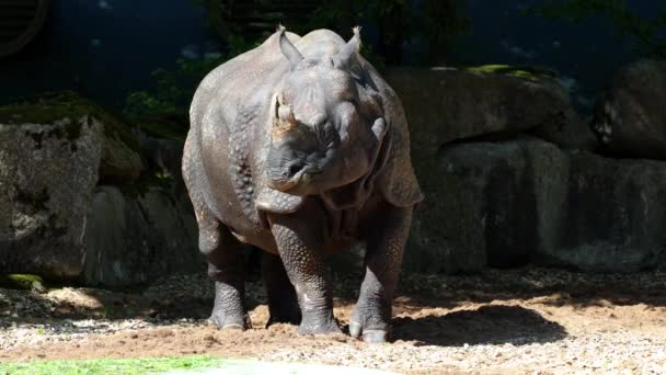 The Indian Rhinoceros, Rhinoceros unicornis is also called Greater One-horned Rhinoceros and Asian One-horned Rhinoceros and belongs to the Rhinocerotidae family. - Footage, Video