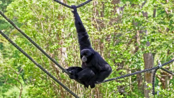 The siamang, Symphalangus syndactylus is an arboreal black-furred gibbon native to the forests of Malaysia, Thailand, and Sumatra. The largest of the gibbons. - Footage, Video