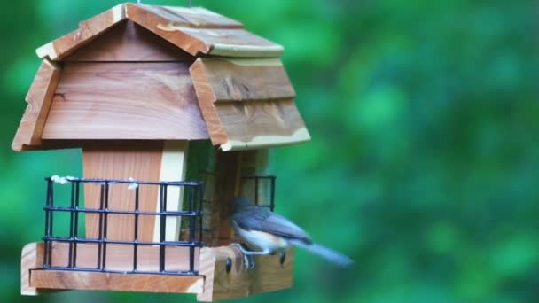 Tufted Titmouse coppia accoppiata costruendo un nido in birdhouse
 - Filmati, video