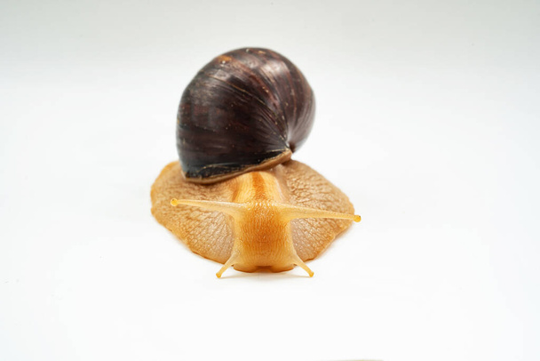 front view. A large land snail on a white background. unusual pets. unconventional cosmetology and medicine. - Fotoğraf, Görsel