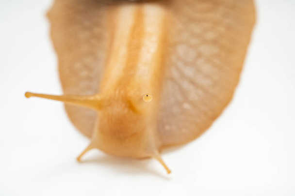 selective focus on antennas, eyes. part of large land snail on a white background. unusual pets. unconventional cosmetology and medicine. - Photo, Image