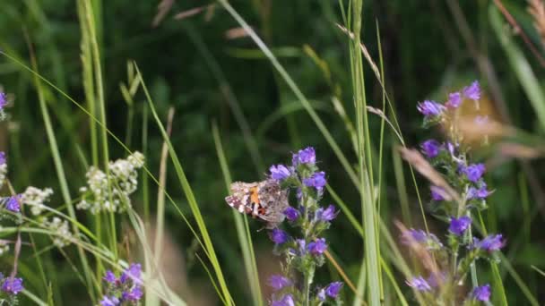 La mariposa "Urticaria" recoge néctar de flores silvestres. Las alas son de color rojo ladrillo por encima, con una serie de grandes manchas negras, separadas por páginas amarillas en el margen costero - Imágenes, Vídeo
