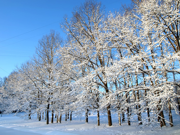 Alberi invernali querce
 - Foto, immagini