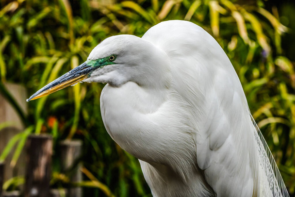 Colorful White Egret Closeup with beautiful feathers Florida Ardea alba also known as Great White Heron - Photo, image
