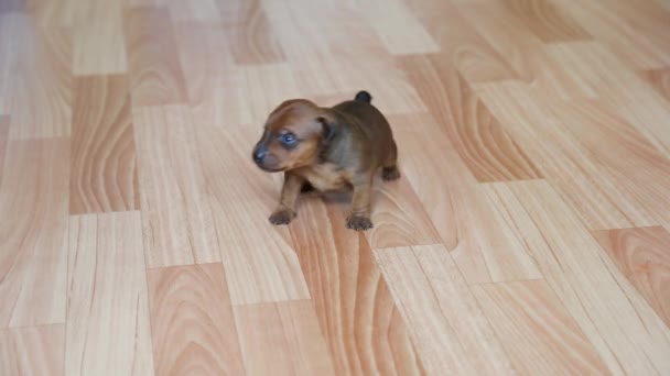 Um filhote de cachorro miniatura pinscher encantador está andando no chão.  - Filmagem, Vídeo