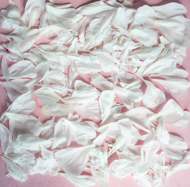 White peonies petals on pink background. Wallpaper. - Fotó, kép