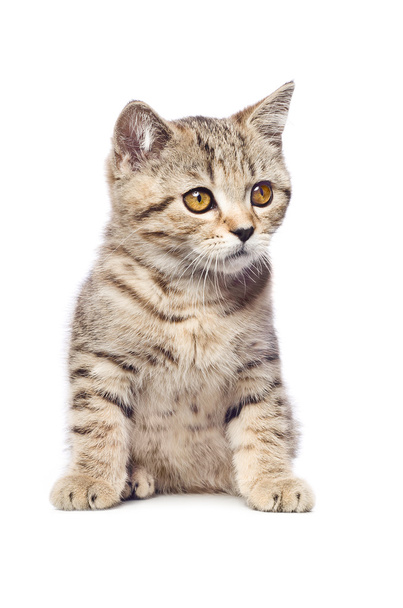 Scottish Straight kitten - Photo, Image