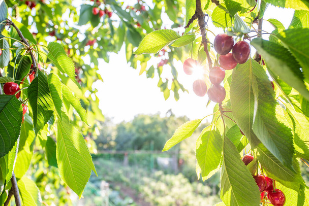 clusters of ripe red cherries hanging on a cherry tree branch with green leaves and blurred background. kind of fruit. Summer season. Eco food. Sunbeams. place for text. background. - Photo, Image