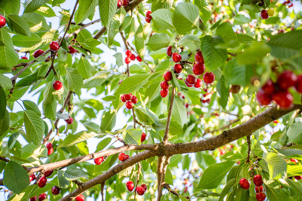 clusters of ripe red cherries hanging on a cherry tree branch with green leaves and blurred background. kind of fruit. Summer season. Eco food. Sunbeams. place for text. background. - Photo, Image