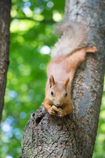 Sciurus vulgaris squirrel грызет орех - Фото, изображение