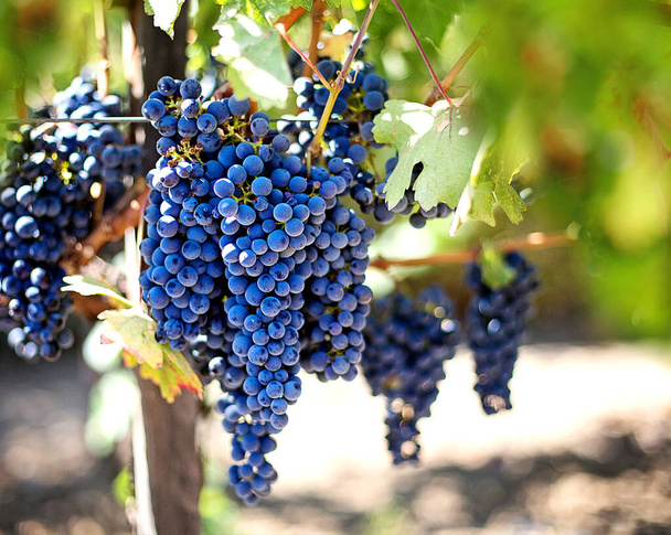 Blue Wet Blue Grapes Bunch - Foto, Imagem
