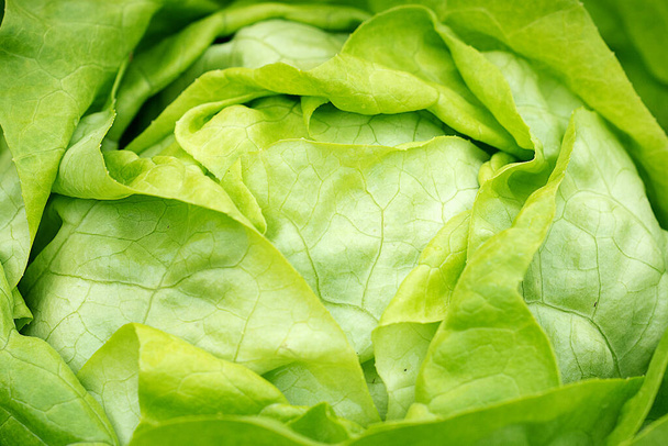 Fresh green Cabbage back ground - Foto, imagen