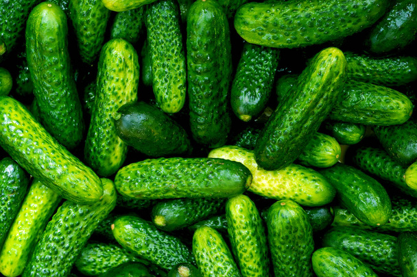 green fresh juicy Cucumber Background - Photo, Image