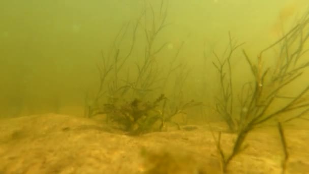 alghe sul fondo del fiume Dnieper in Ucraina, acque sporche fangose, inquinamento del fiume - Filmati, video