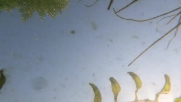algae on the bottom of the dnieper river in Ukraine, dirty muddy water, river pollution - Footage, Video
