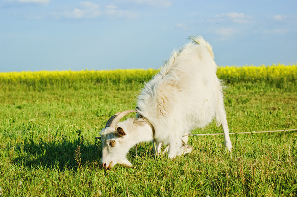 Koza pasące się na łące - Zdjęcie, obraz