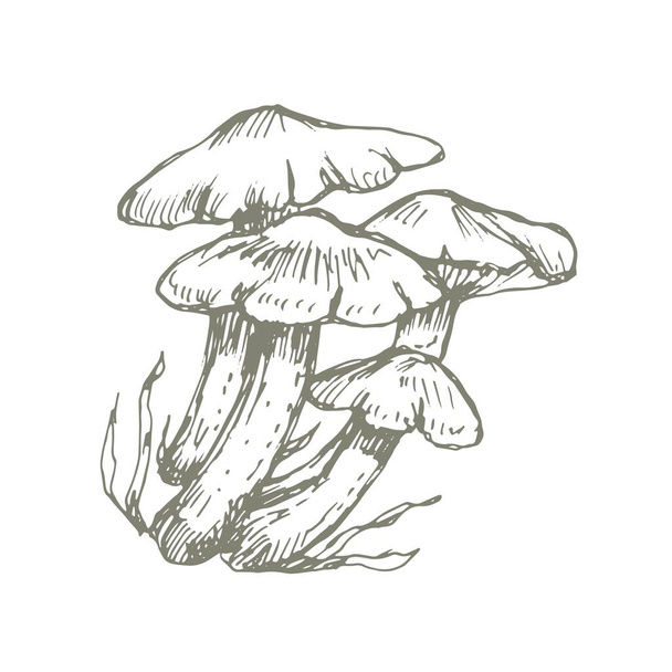 paddenstoelen vector graphics met de hand getekend. Print textiel illustratie achtergrond set kleuren graveren vintage retro collectie bos natuur foo - Vector, afbeelding