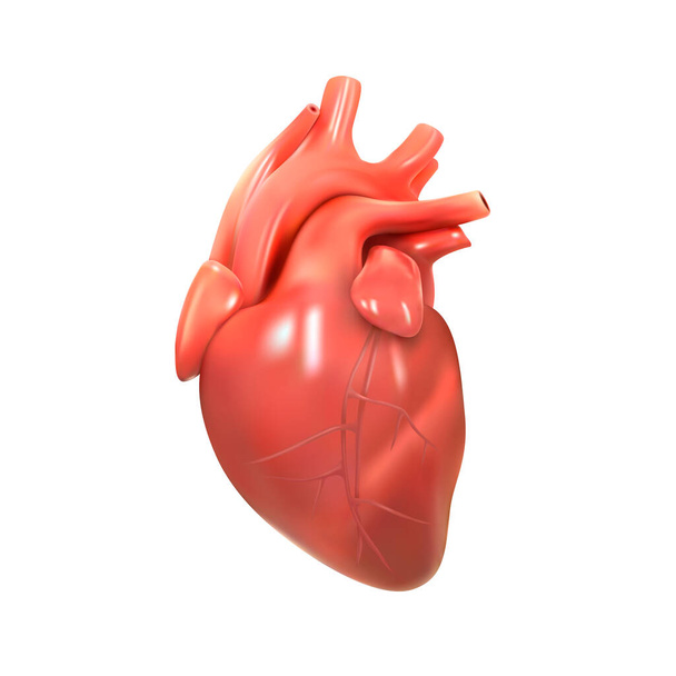 Anatomia do coração humano sobre um fundo branco. ilustração 3d - Vetor, Imagem
