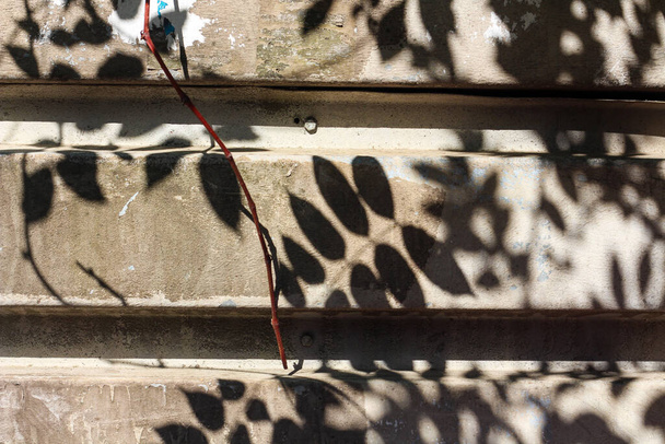 Misterioso fundo monocromático com sombras formadas por galhos de árvores - Foto, Imagem