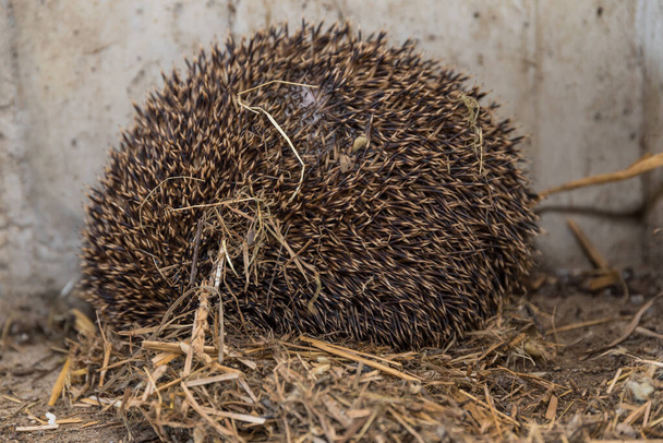 Hedgehog lies in the nest made of straw - prickly hedgehog ball, close-up - 写真・画像
