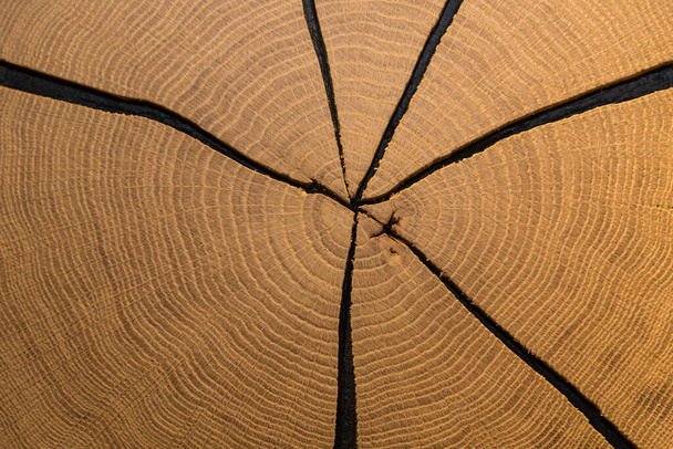 Superficie di taglio di un tronco d'albero con molte grandi incrinature e incrinature - Foto, immagini