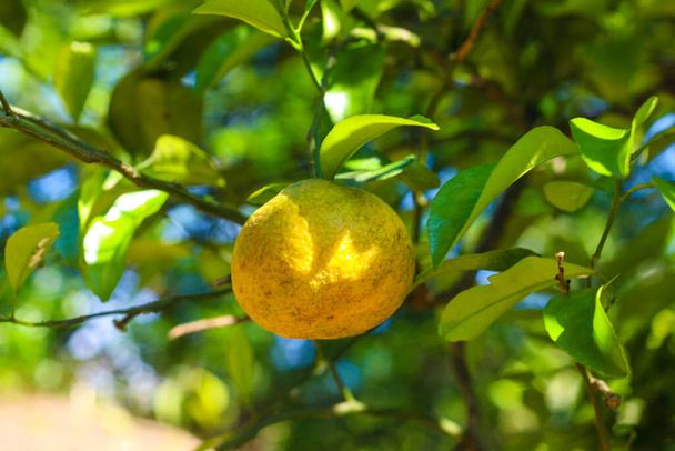 friss citrusfélék termesztése fán - Fotó, kép