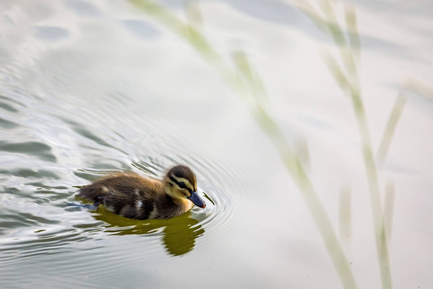 Duckling of the Mallard duck (Anas platyrhynchos) in the lake - Photo, Image
