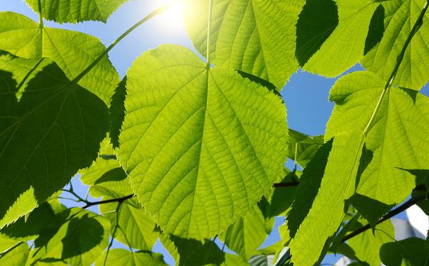 陽射しに照らされた春の新緑の菩提樹の葉を閉じます - 写真・画像