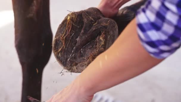 cavallo donna pulizia zoccolo del suo cavallo utilizzando uno zoccolo pick raschiando fuori fieno  - Filmati, video