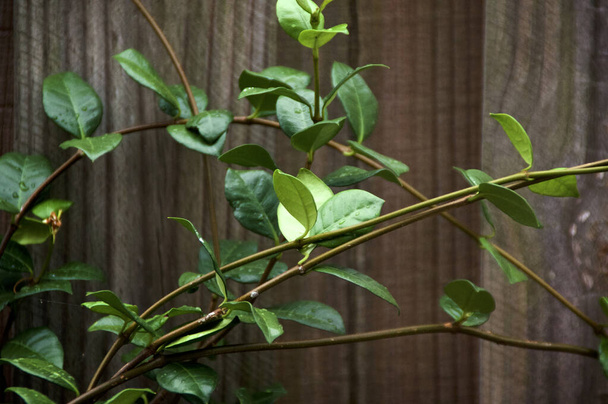 Дуга красивая, изящная виноградная лоза жасминового растения и растущая на старом деревянном заборе в пасмурный день, влажный от дождя. - Фото, изображение