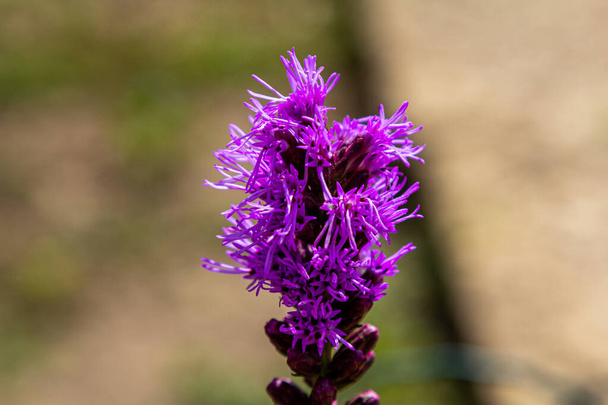 The plant is purple. Close-up of plants. Unusual plants. - Photo, Image