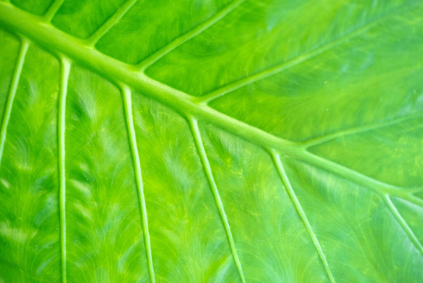 textura de fondo de las venas de hojas verdes retroiluminadas - Foto, Imagen
