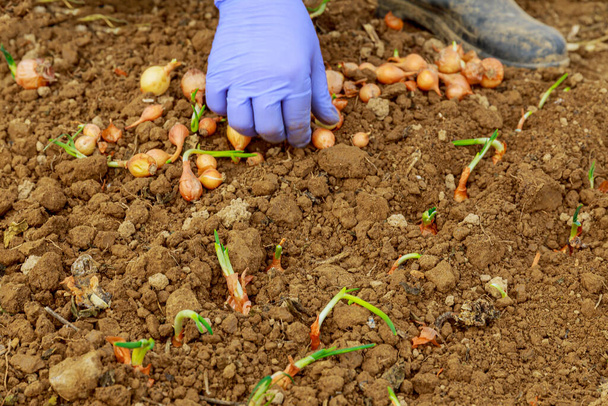 Mão das mulheres em uma luva azul plantando cebolas no jardim. - Foto, Imagem