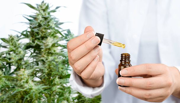 een medisch expert met een fles cbd olie in zijn handen. op de achtergrond van cannabisplanten - Foto, afbeelding