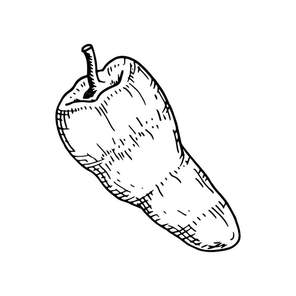 Pimenta desenhada à mão isolada sobre fundo branco. Ilustração vetorial em estilo esboço - Vetor, Imagem