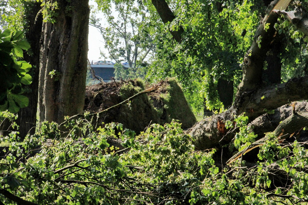  Spasione drzewo dmuchane przez silne wiatry w parku - Zdjęcie, obraz