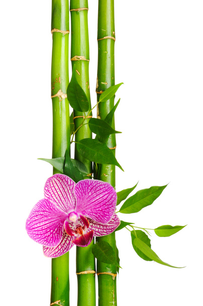 Cadre en bambou et orchidée sur le fond blanc
 - Photo, image