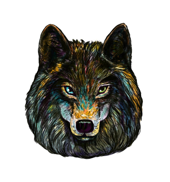 multicolor hand drawn portrait of wolf looking at camera. Sketch colored on a white background - Fotografie, Obrázek