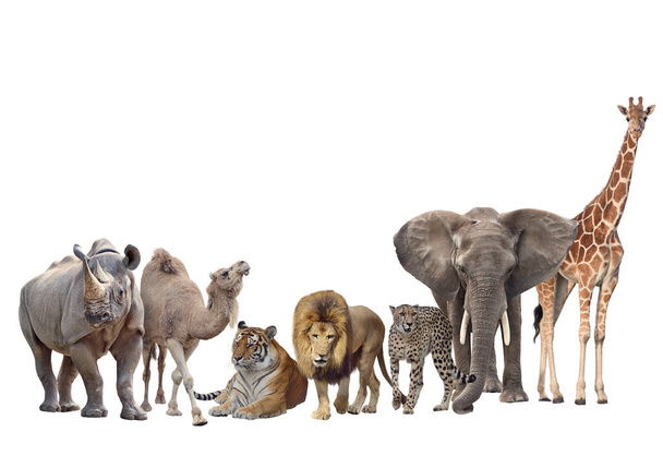 Grupo de animais africanos isolados sobre fundo branco. - Foto, Imagem