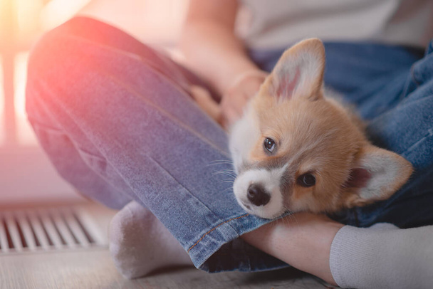 Young female holding Cute little Pembroke Welsh Corgi puppy. Taking care and adopting pets concept. Lifestyle minimalism and simplisity - Zdjęcie, obraz