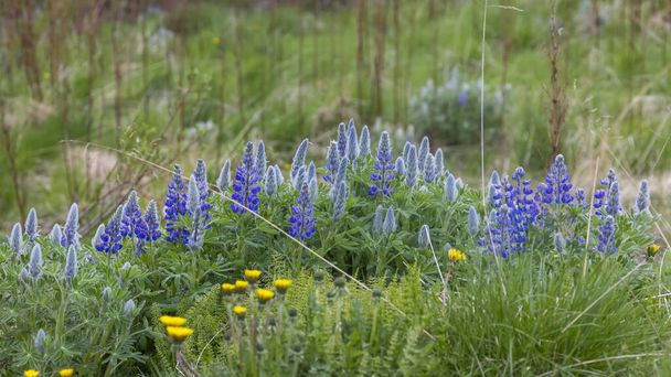 Foto ravvicinata di fiori selvatici di Lupine - Foto, immagini